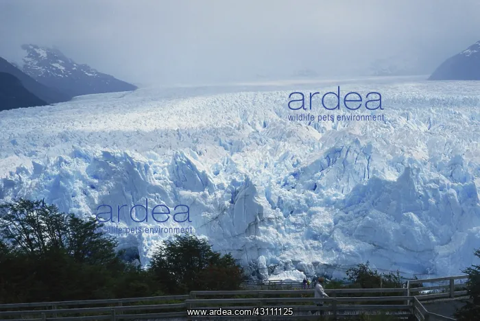 : Perito Moreno Glacier : Perito Moreno Glacier