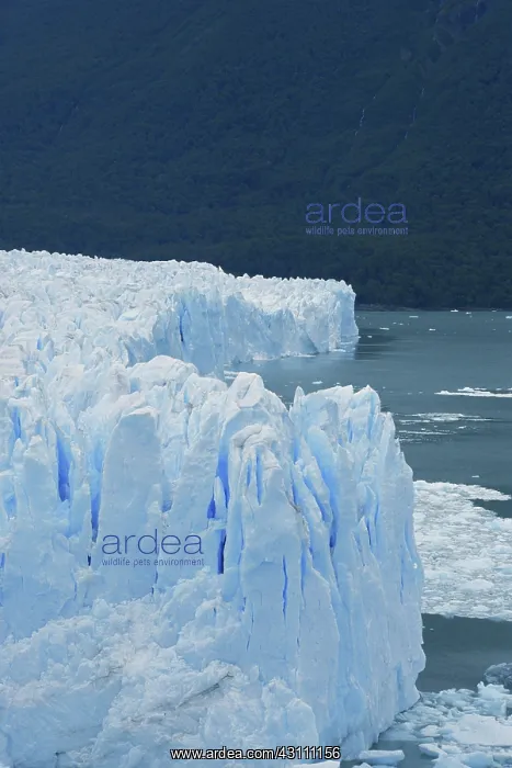 : Perito Moreno Glacier : Perito Moreno Glacier