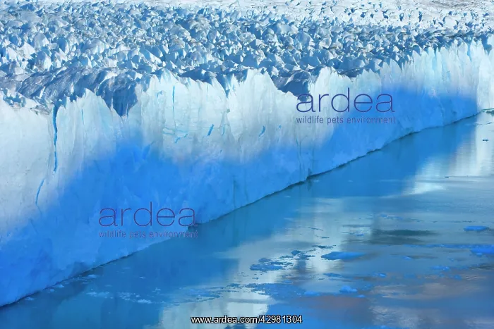 : Perito Moreno Glacier - blue ice at the face of : Perito Moreno Glacier - blue ice at the face of