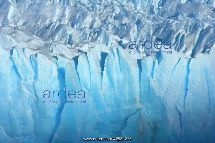 : Perito Moreno Glacier - blue ice at the face of glacier : Perito Moreno Glacier - blue ice at the face of glacier