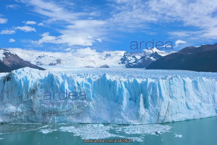 : Perito Moreno Glacier - face of glacier : Perito Moreno Glacier - face of glacier