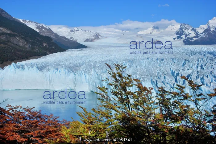  : Perito Moreno Glacier - face of glacier and Lago