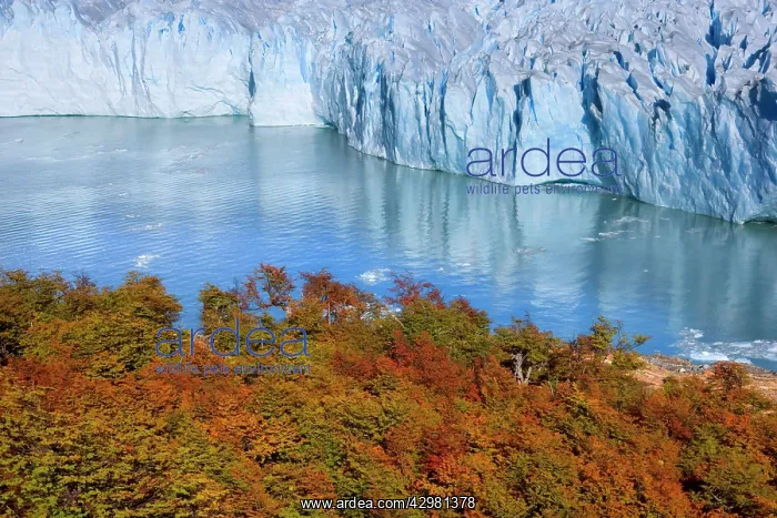 : Perito Moreno Glacier - face of glacier and Lago : Perito Moreno Glacier - face of glacier and Lago