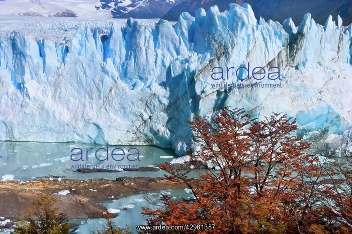 : Perito Moreno Glacier - face of glacier and Lago : Perito Moreno Glacier - face of glacier and Lago