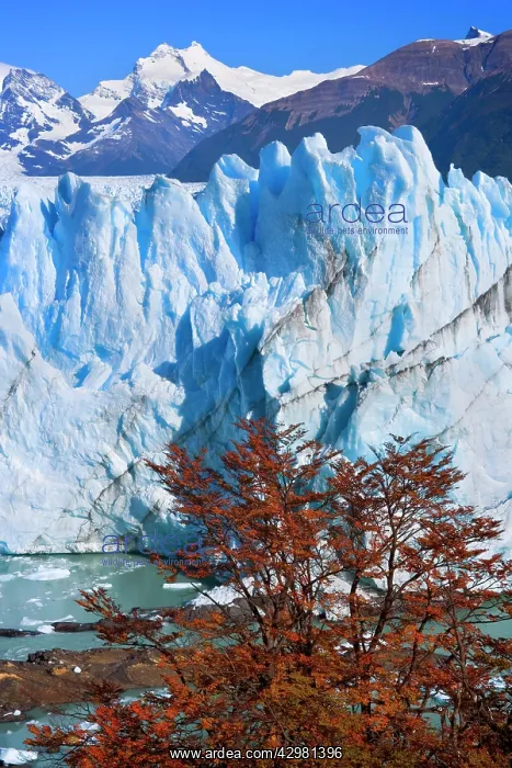 : Perito Moreno Glacier - face of glacier and Lago : Perito Moreno Glacier - face of glacier and Lago