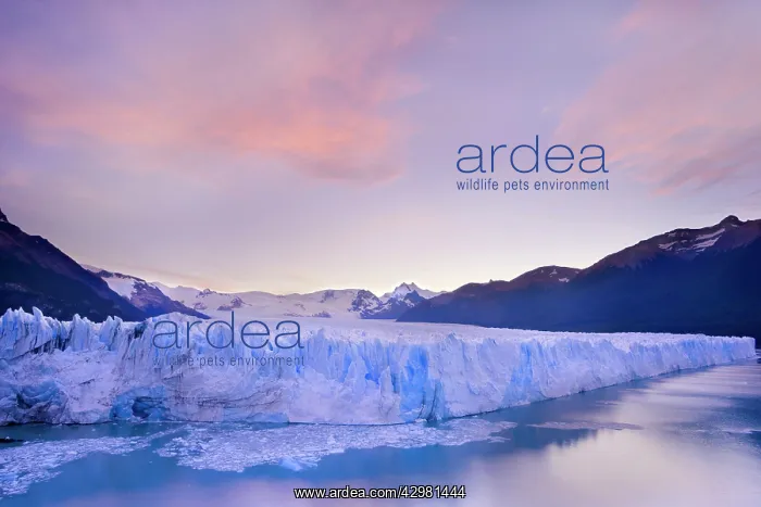 : Perito Moreno Glacier - face of glacier and Lago : Perito Moreno Glacier - face of glacier and Lago