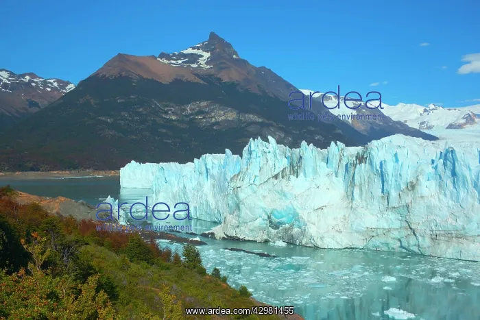 : Perito Moreno Glacier - face of glacier and Lago : Perito Moreno Glacier - face of glacier and Lago