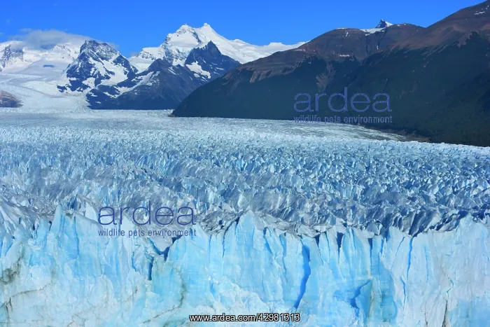 : Perito Moreno Glacier - face of glacier and surrounding : Perito Moreno Glacier - face of glacier and surrounding
