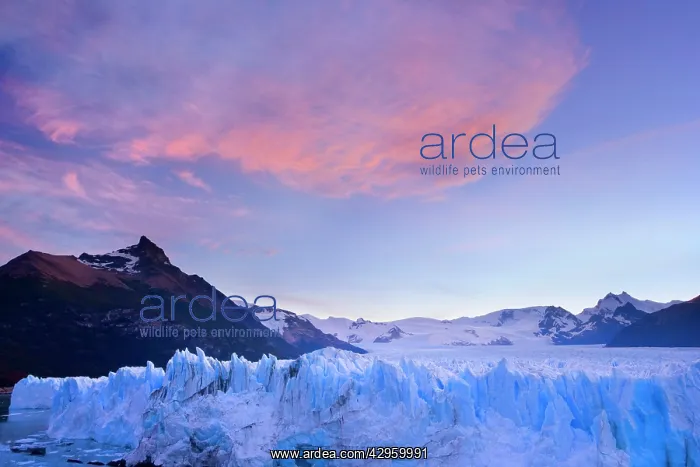 : Perito Moreno Glacier - face of Perito Moreno glacier : Perito Moreno Glacier - face of Perito Moreno glacier