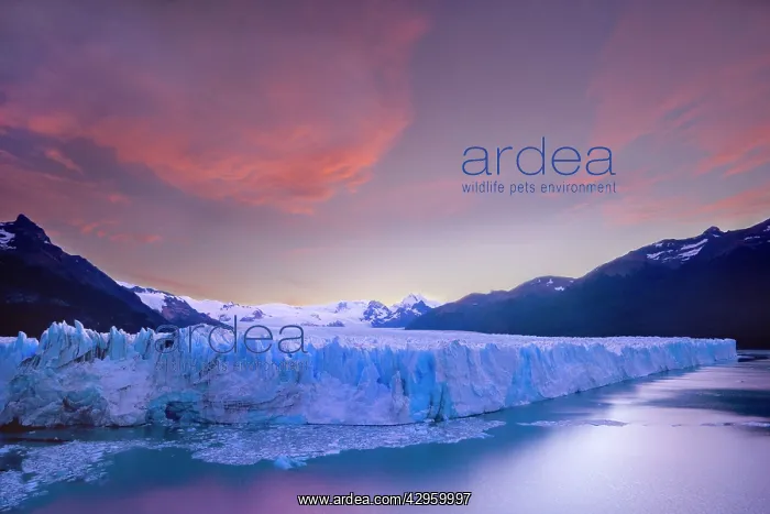 : Perito Moreno Glacier - face of Perito Moreno glacier : Perito Moreno Glacier - face of Perito Moreno glacier