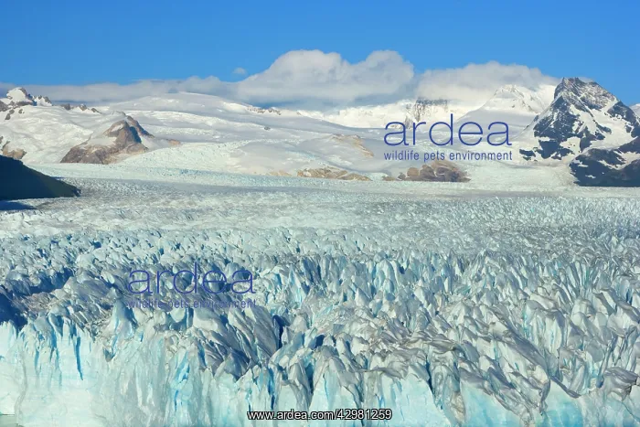 : Perito Moreno Glacier - glacier face and surrounding : Perito Moreno Glacier - glacier face and surrounding