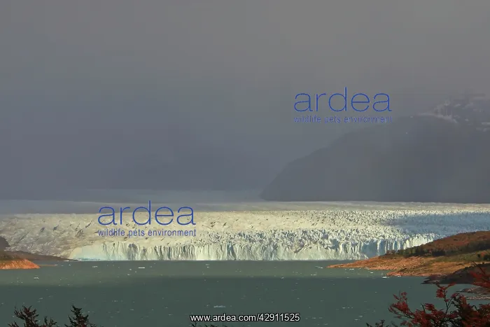 : Perito Moreno Glacier - Glacier National Park : Perito Moreno Glacier - Glacier National Park