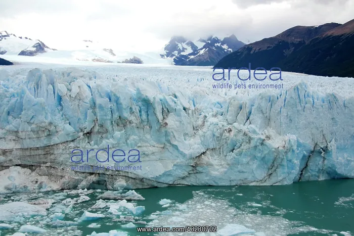 : The Perito Moreno Glacier located in the : The Perito Moreno Glacier located in the