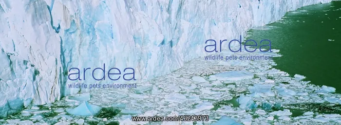 : Perito Moreno Glacier in the Los Glaciares : Perito Moreno Glacier in the Los Glaciares