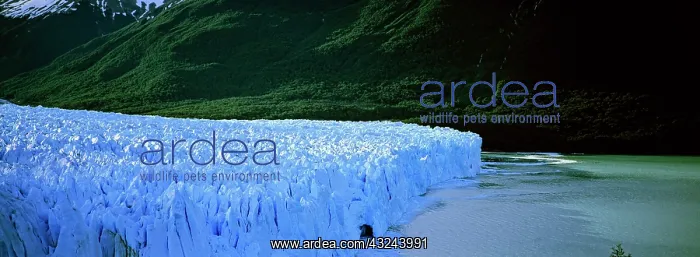: Perito Moreno Glacier in the Los Glaciares : Perito Moreno Glacier in the Los Glaciares
