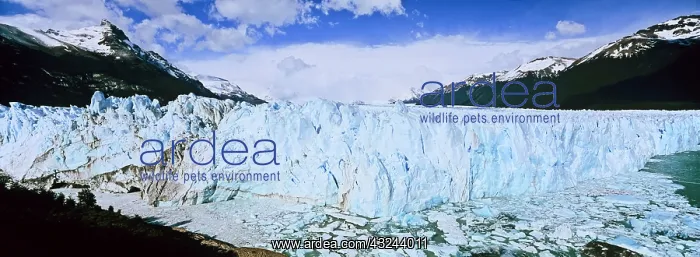 : Perito Moreno Glacier in the Los Glaciares : Perito Moreno Glacier in the Los Glaciares