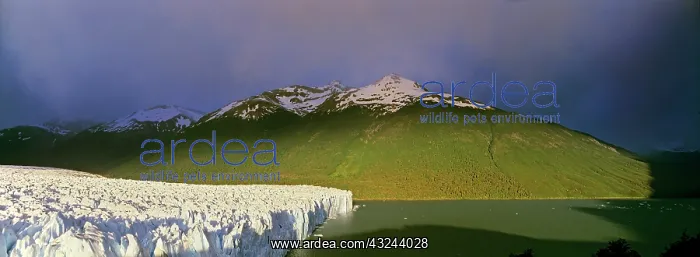 : Perito Moreno Glacier in the Los Glaciares : Perito Moreno Glacier in the Los Glaciares