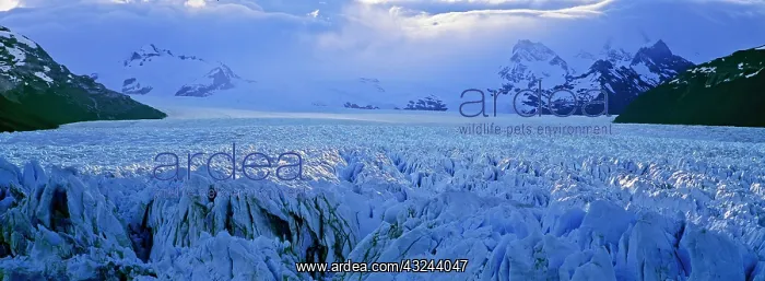: Perito Moreno Glacier in the Los Glaciares : Perito Moreno Glacier in the Los Glaciares