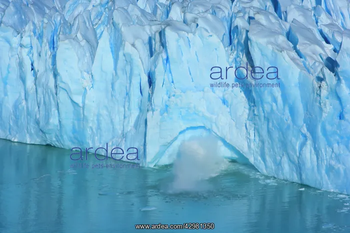 : Perito Moreno Glacier - a piece of ice falls down : Perito Moreno Glacier - a piece of ice falls down
