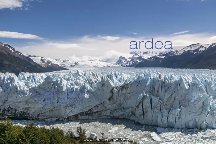 : Perito Moreno Glacier Rugged Ice Field, Los Glaciares : Perito Moreno Glacier Rugged Ice Field, Los Glaciares