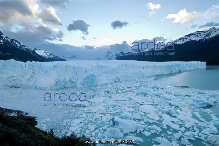 : Perito Moreno Glacier, Santa Cruz Province : Perito Moreno Glacier, Santa Cruz Province