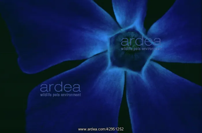 : Periwinkle : Periwinkle