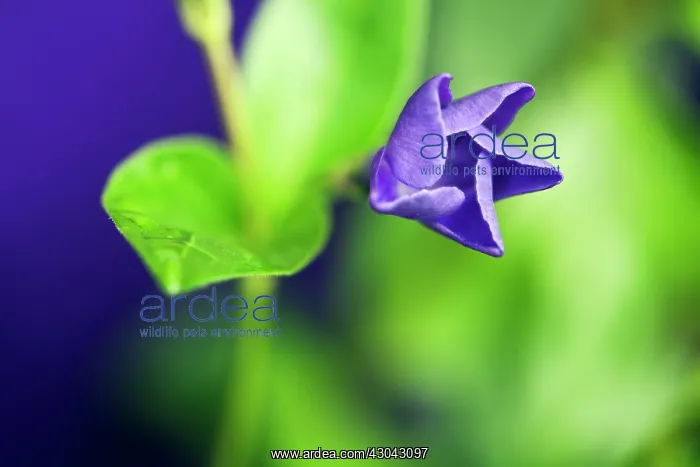 : Periwinkle : Periwinkle