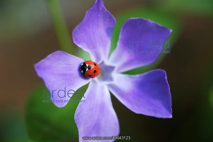 : Periwinkle : Periwinkle