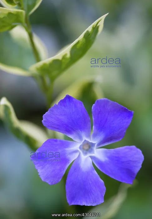 : Periwinkle : Periwinkle