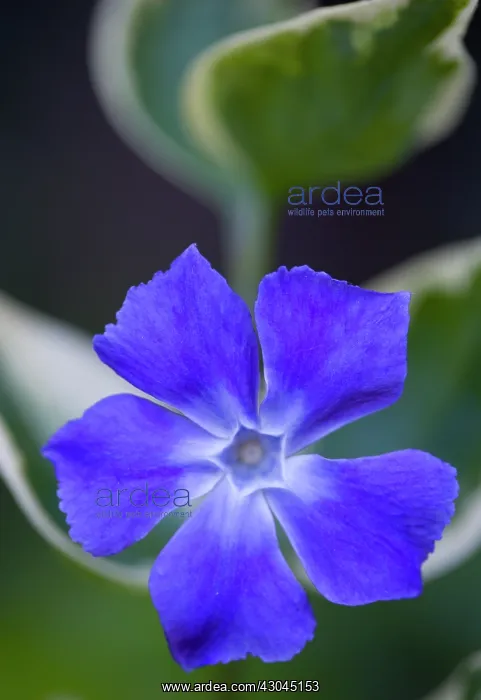 : Periwinkle : Periwinkle