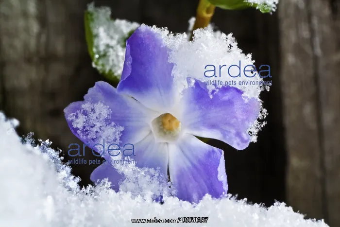 : Periwinkle : Periwinkle