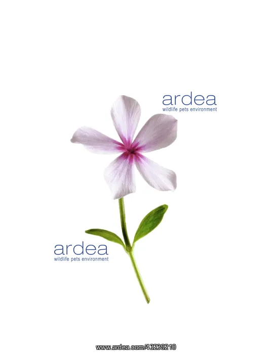 : Periwinkle : Periwinkle