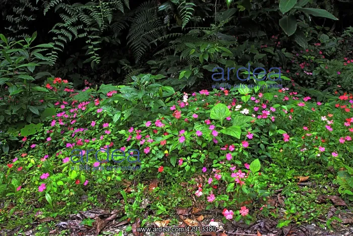 : Periwinkle flowers - in San Isidro forest : Periwinkle flowers - in San Isidro forest