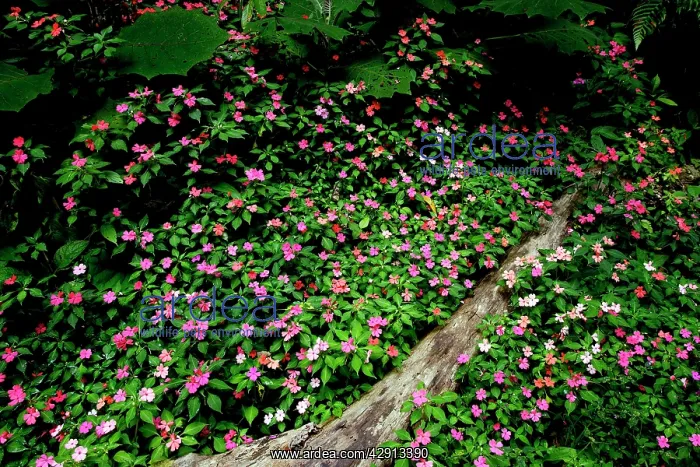 : Periwinkle flowers - in San Isidro forest : Periwinkle flowers - in San Isidro forest
