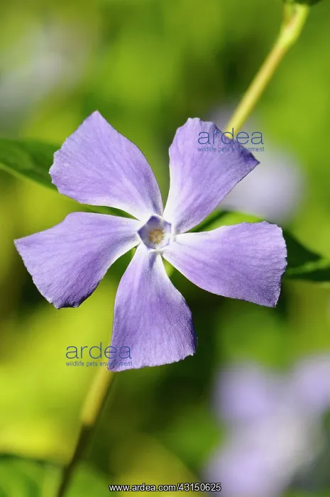 : Periwinkle, Vinca, Front view of mauve coloured flower growi : Periwinkle, Vinca, Front view of mauve coloured flower growi