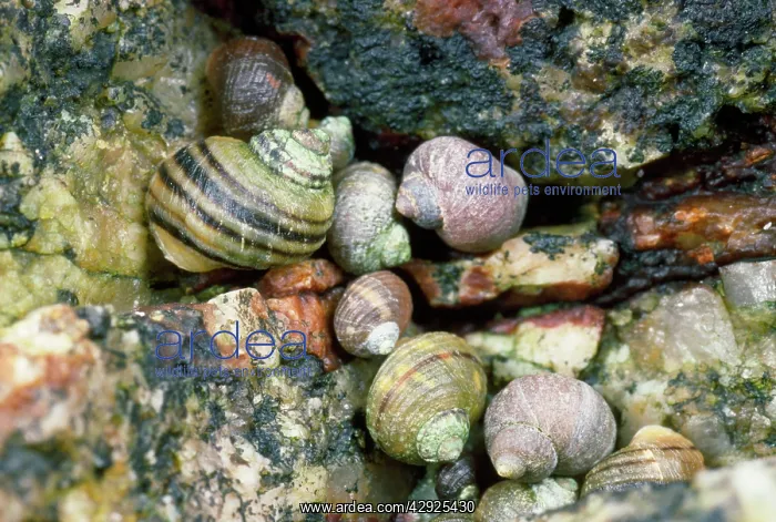 : PERIWINKLES - in seashore rock crevice : PERIWINKLES - in seashore rock crevice