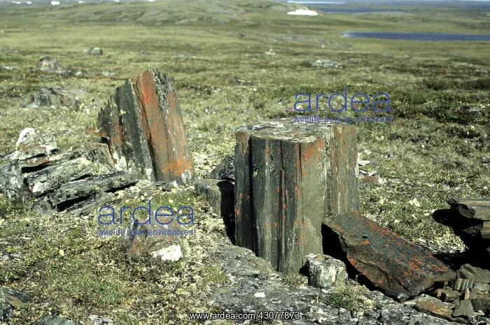 : Permafrost frost heave : Permafrost frost heave