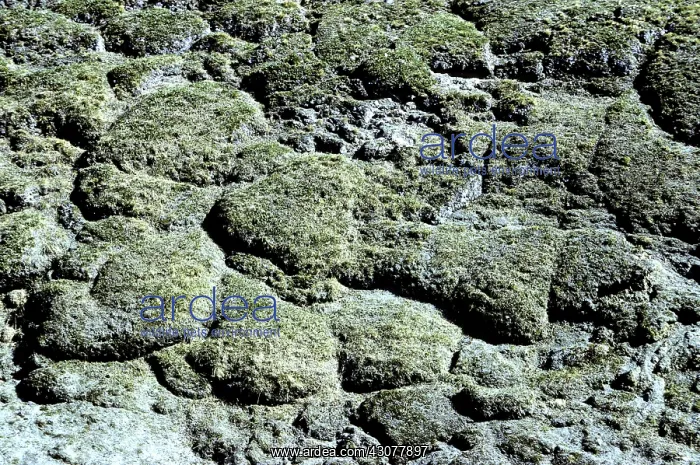 : Permafrost solifluction : Permafrost solifluction