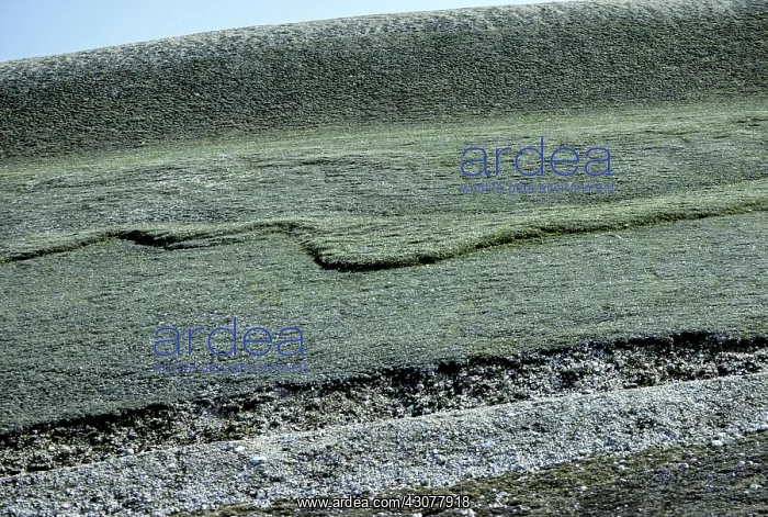 : Permafrost solifluction : Permafrost solifluction