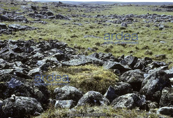 : Permafrost stone circle : Permafrost stone circle