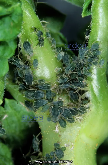 : Permanent currant aphids : Permanent currant aphids