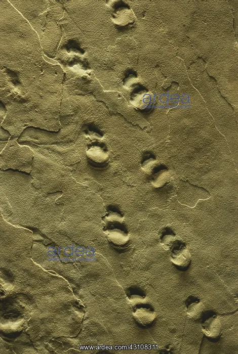 : Permian Animal Tracks : Permian Animal Tracks