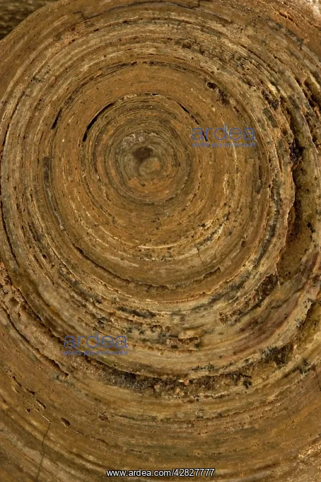 : Permian Stramatolite - Wave Hill Northern Territory : Permian Stramatolite - Wave Hill Northern Territory
