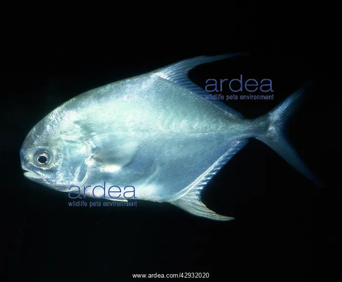 : Permit / Bloch's Pompano Fish - (Jacks) : Permit / Bloch's Pompano Fish - (Jacks)