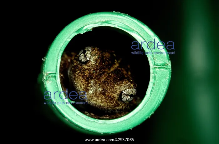 : PeronIs tree frog - inside watering can spout : PeronIs tree frog - inside watering can spout