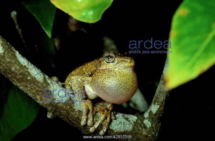 : PeronIs tree frog - male, calling : PeronIs tree frog - male, calling