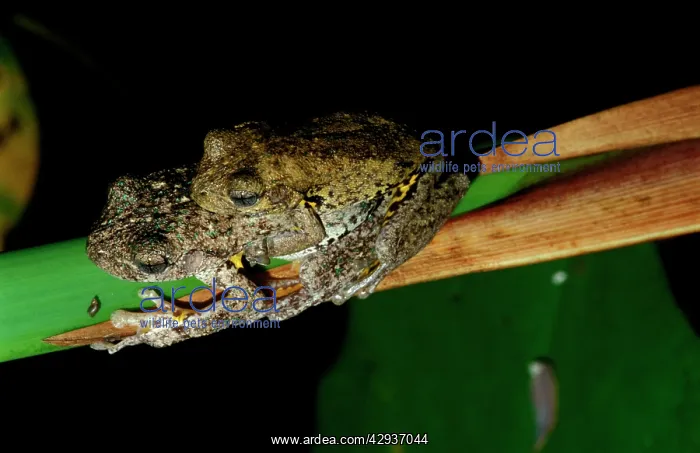  : PeronIs tree frog - pair in amplexus