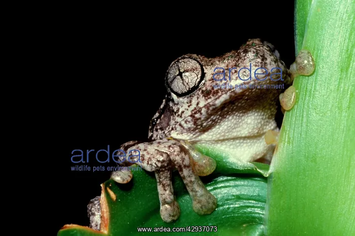 : PeronIs tree frog - showing distinctive eye pattern : PeronIs tree frog - showing distinctive eye pattern