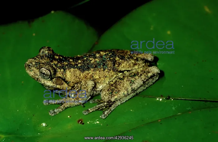 : PeronIs tree frog - showing the distinctive green : PeronIs tree frog - showing the distinctive green