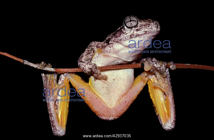  : PeronIs tree frog - showing underside. Can change